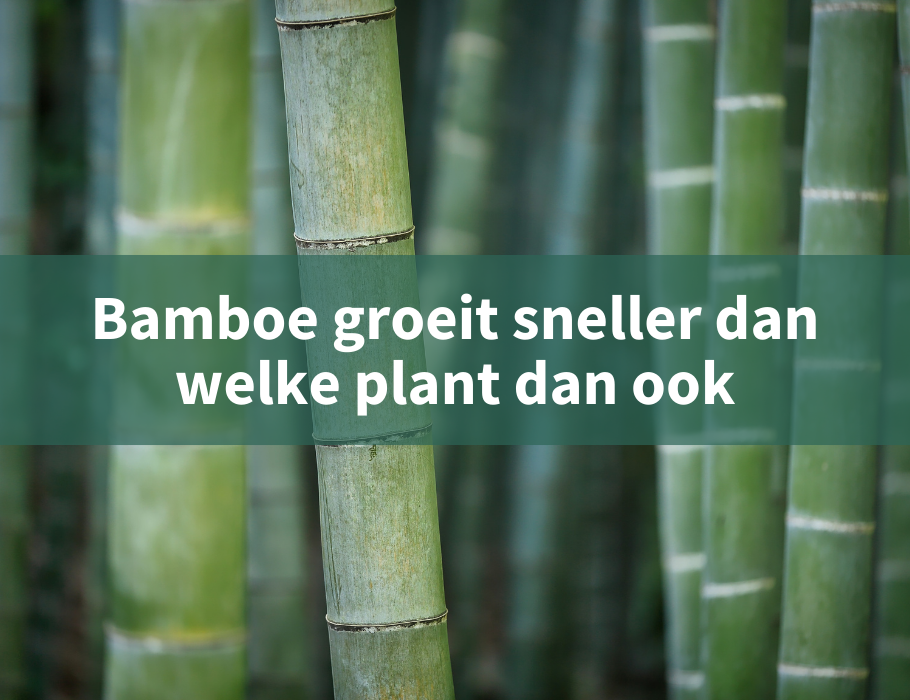 bamboe duurzaam